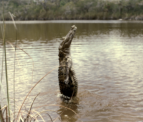 “Benita”, la cocodrila mascota de la Reserva Ecológica El Edén